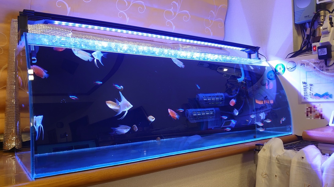 「所沢熱帯魚」 若魚 パープルモザイクダンボ ２ペア 所沢熱帯魚」 若魚 プラチナパープルモザイクダンボ ２ペア